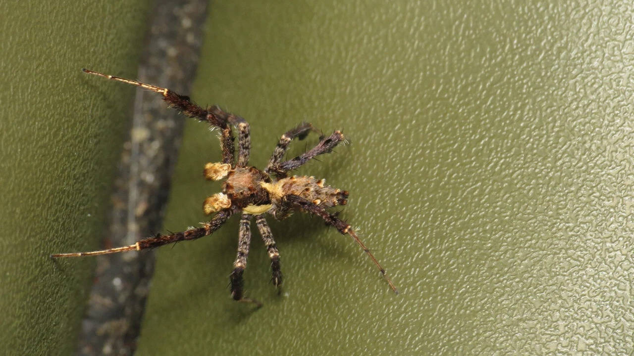 Do spiders dream? Researchers studying spiders have found sleep ...