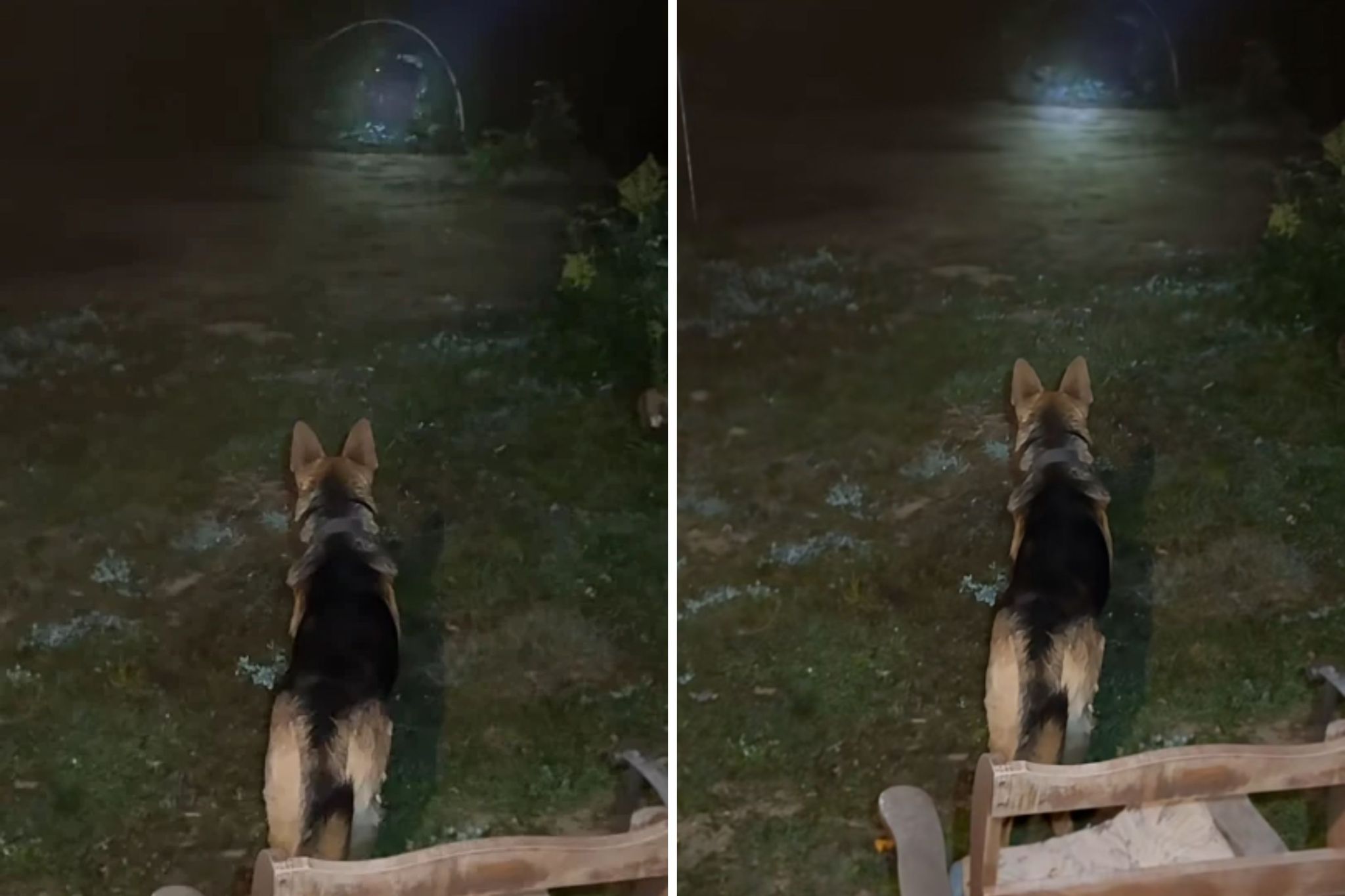 Dog spends 30 mins trying to warn owners, then they realize what he can see