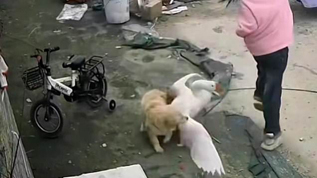 Puppy saves little girl from angry goose