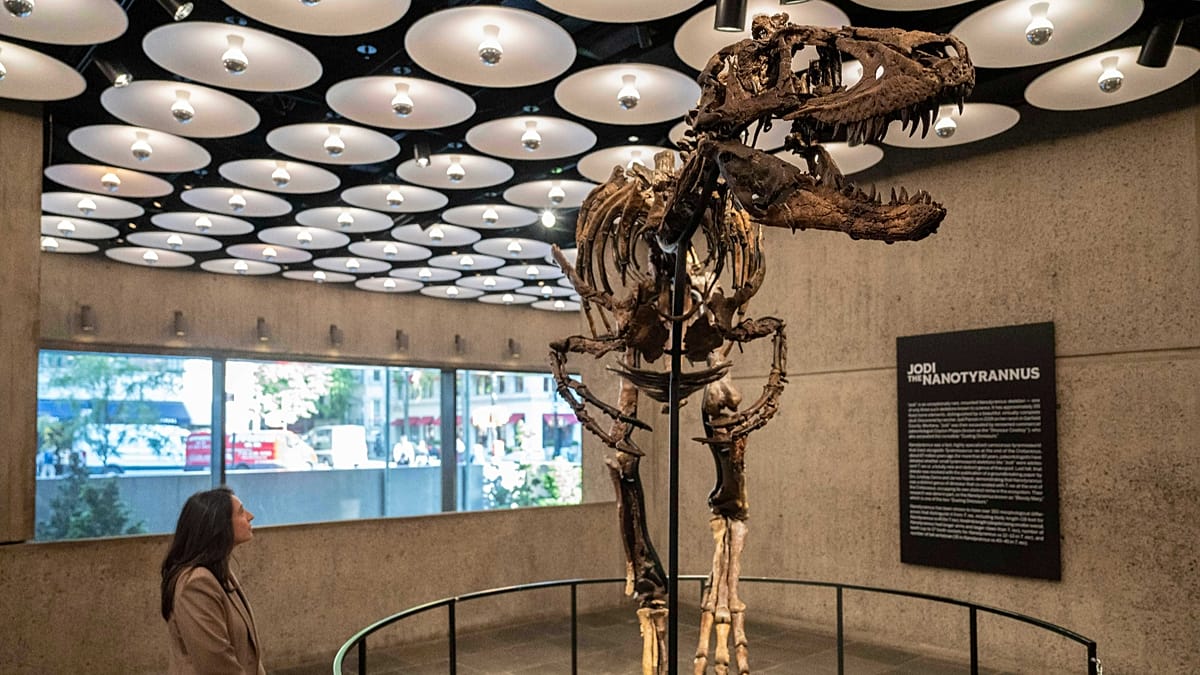 Scheletro raro di mini T rex batte all'asta 42 milioni di euro