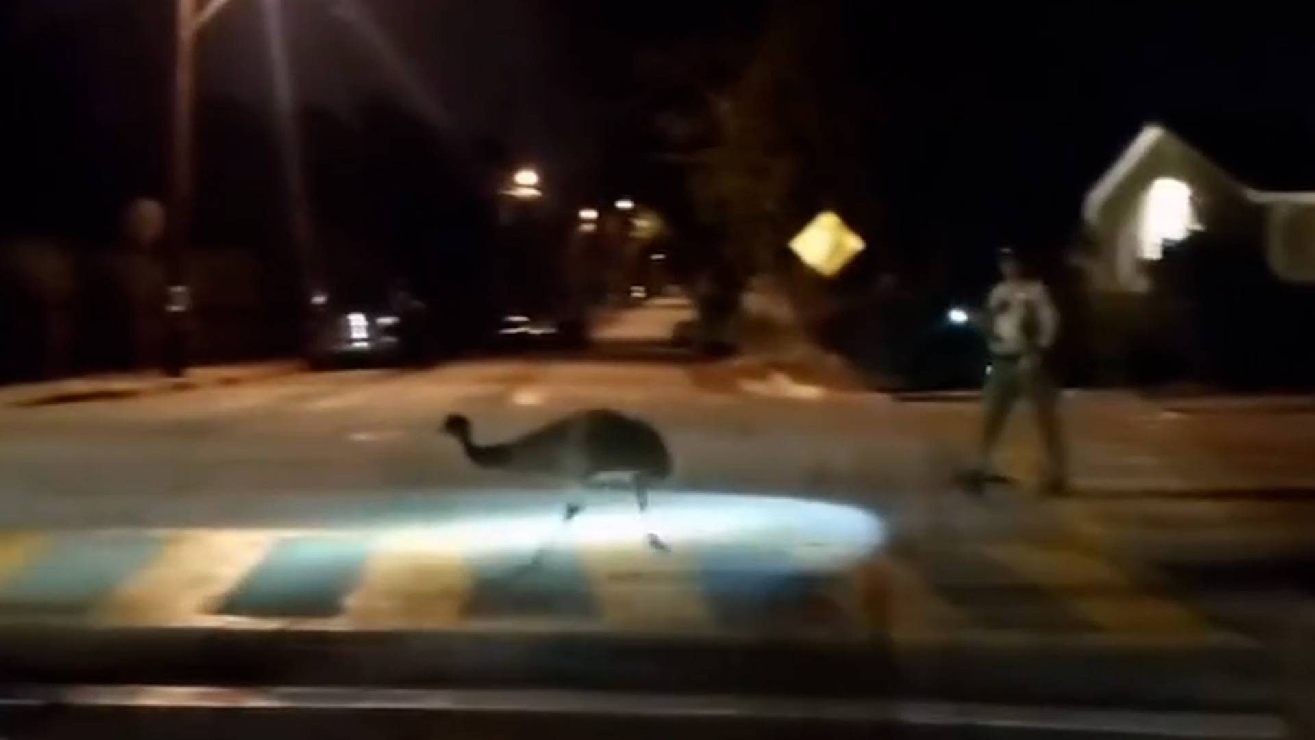Runaway emu chased by sheriff's deputies in California neighbourhood