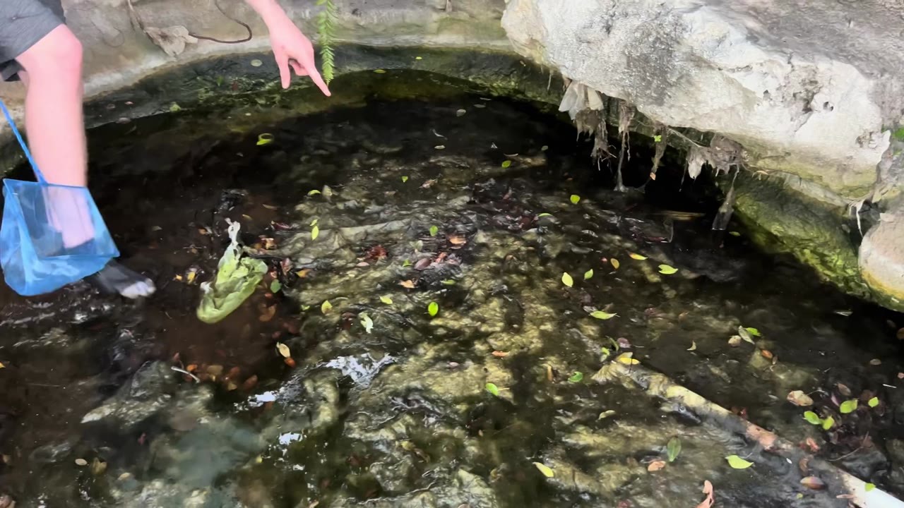 Fish are rescued from an abandoned pond