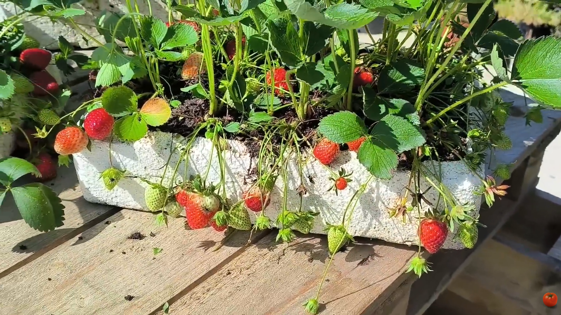 Protéger les fraises des limaces et des souris