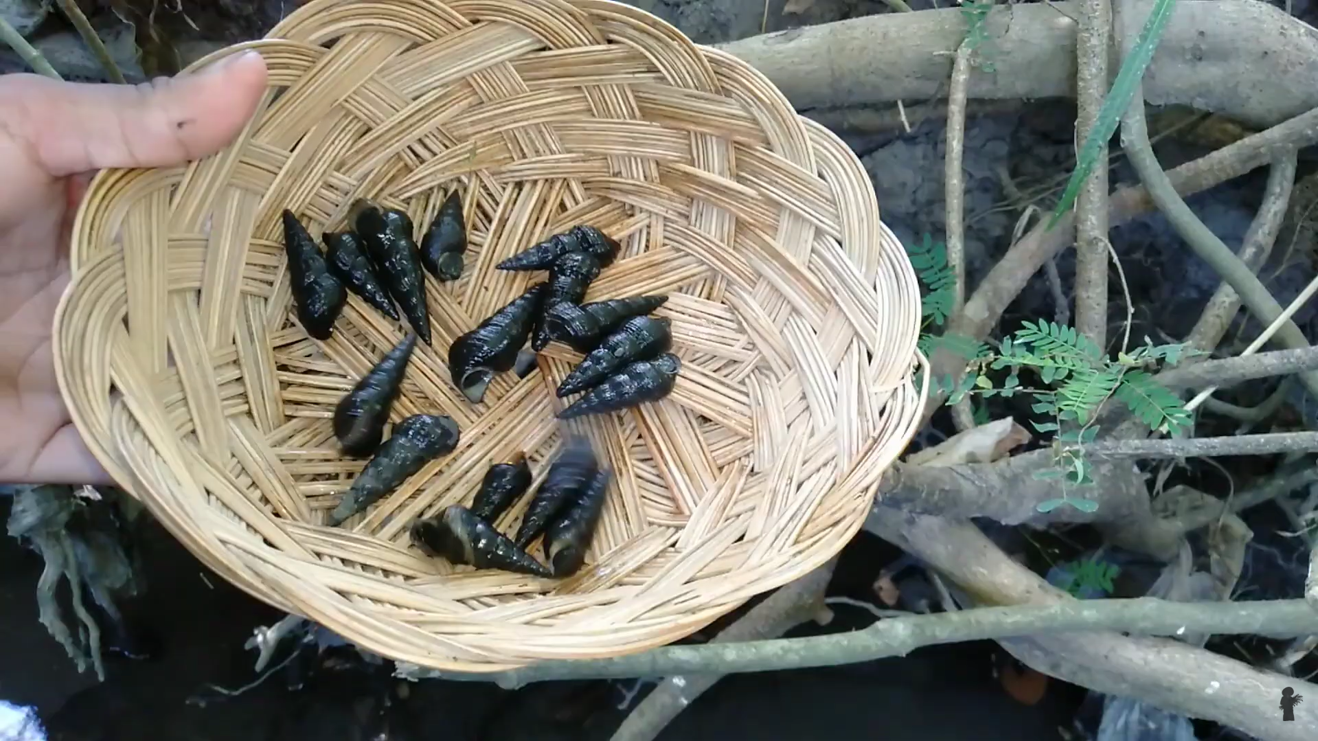 Filipino snails cooked in coconut milk