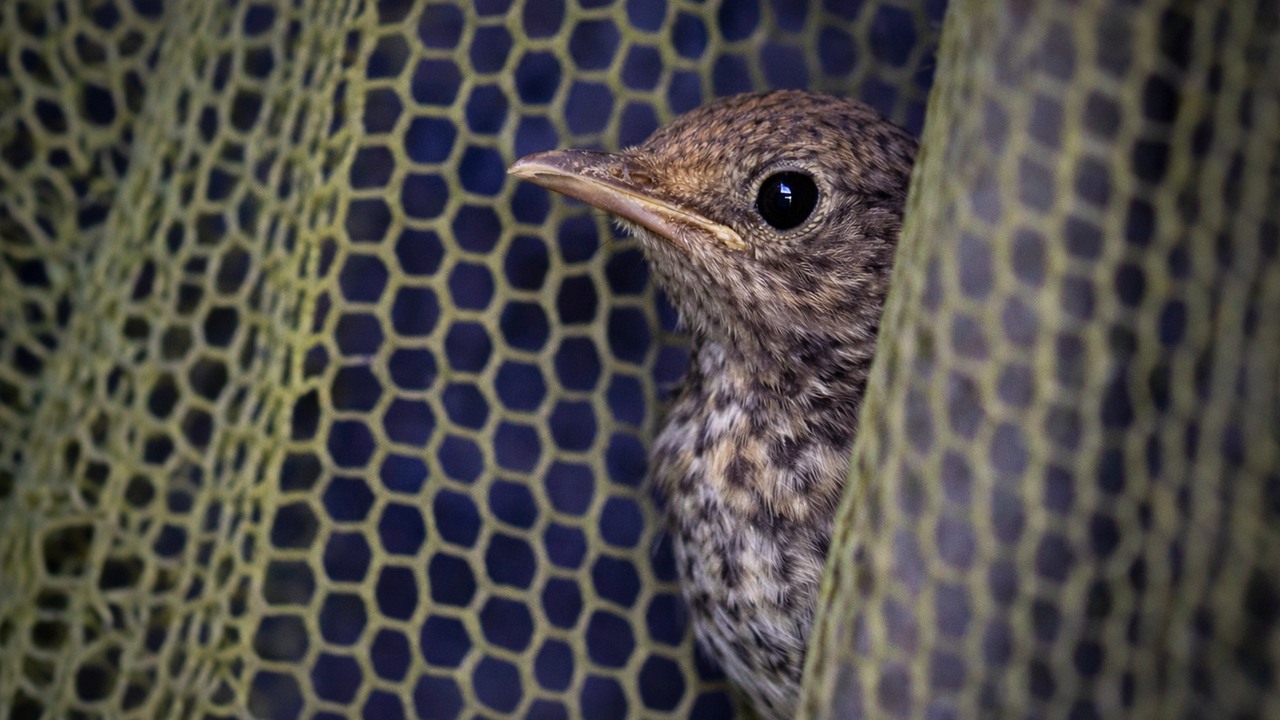 A poor bird got trapped inside a shop wall, so rescuers had to cut ...