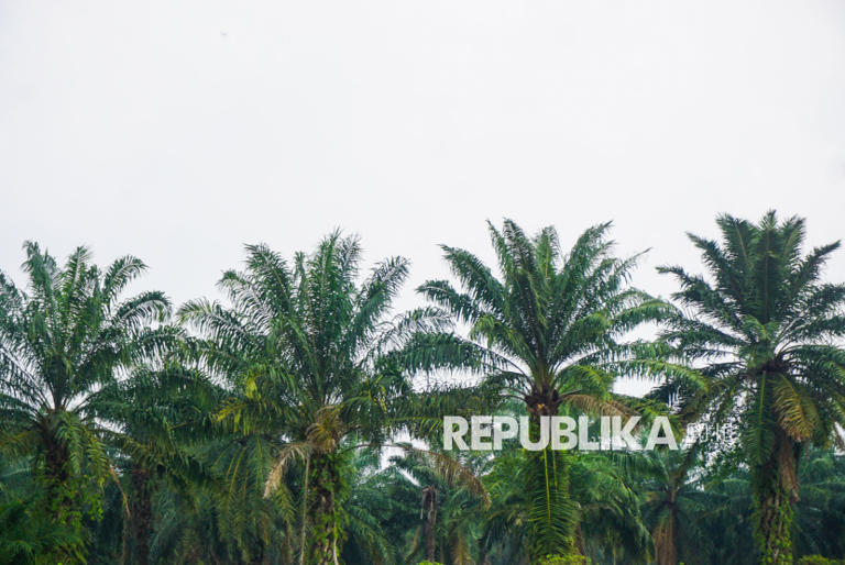 Prof Hariyadi: Membakar kebun sawit sama dengan menghancurkan investasi