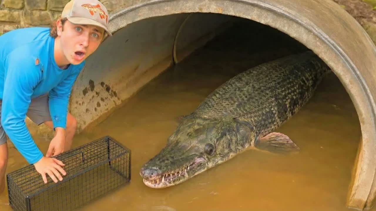 Large fish are caught in a trap inside a hidden tunnel