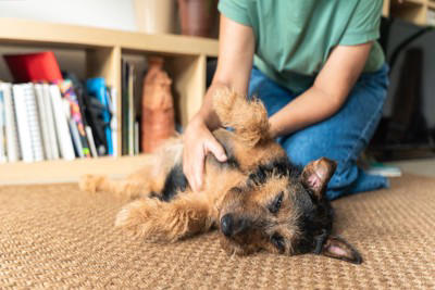 『ビビリな犬』がやりがちな行動5選 飼い主の前でリラックスしてもらうためにできることとは？