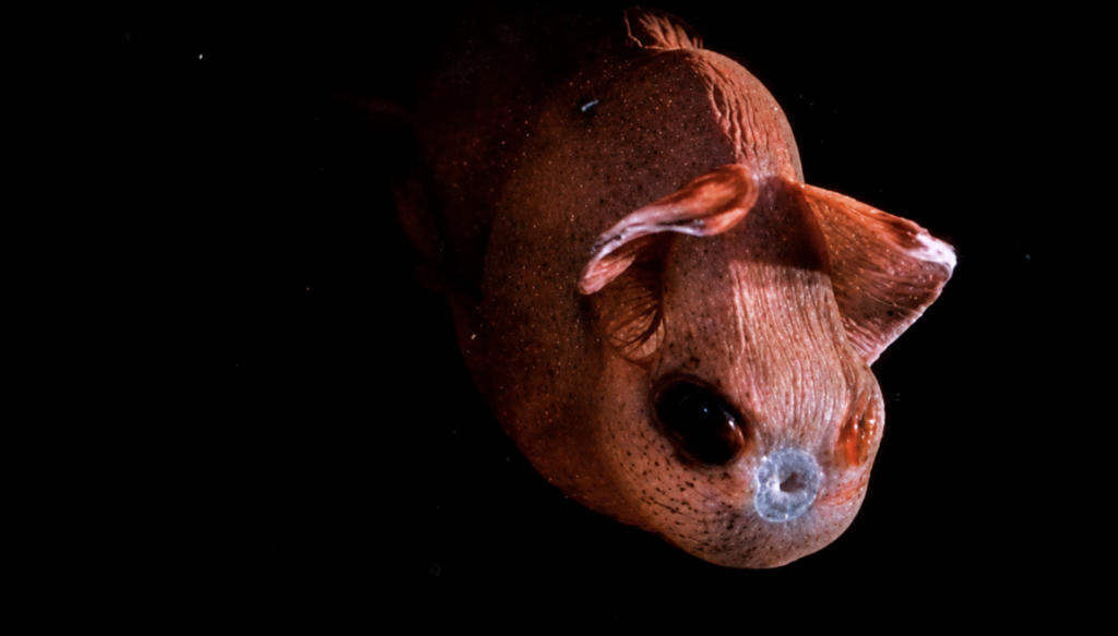 Are vampire squids really blood-sucking monsters?