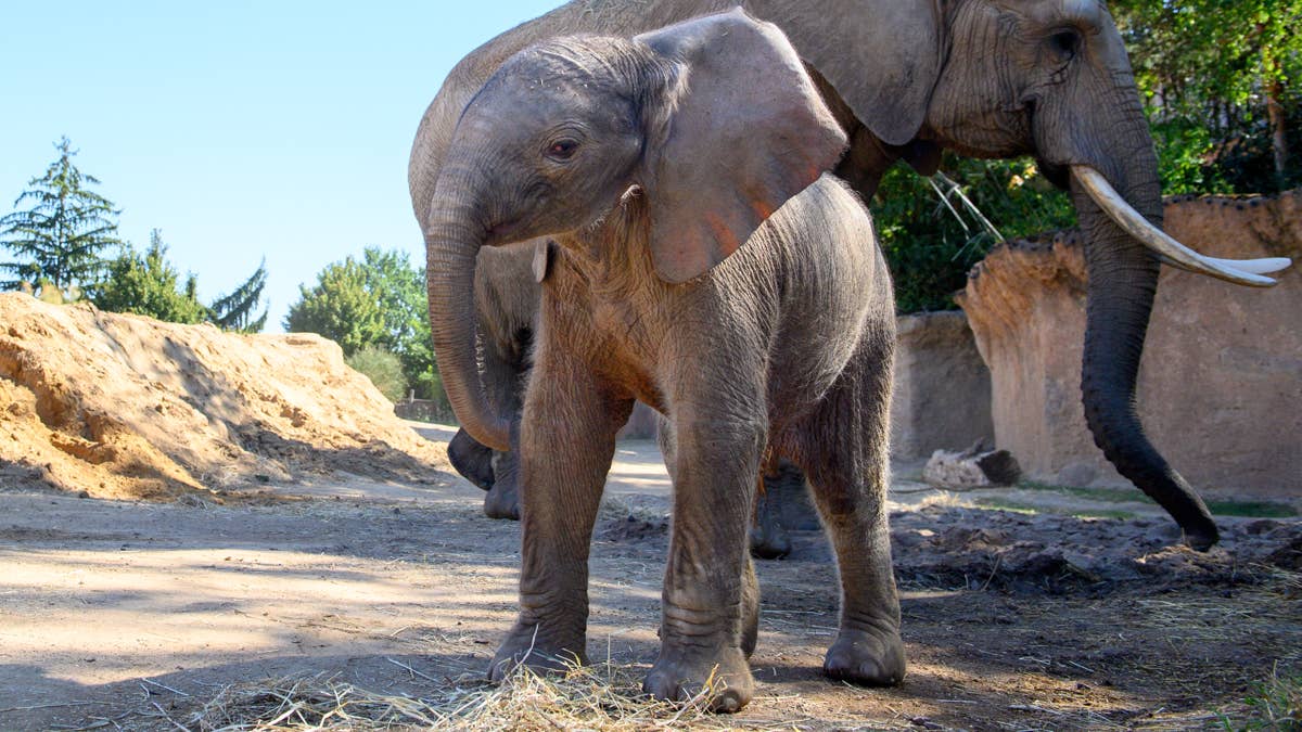 Baby elephant is glued to his mom's side while she eats