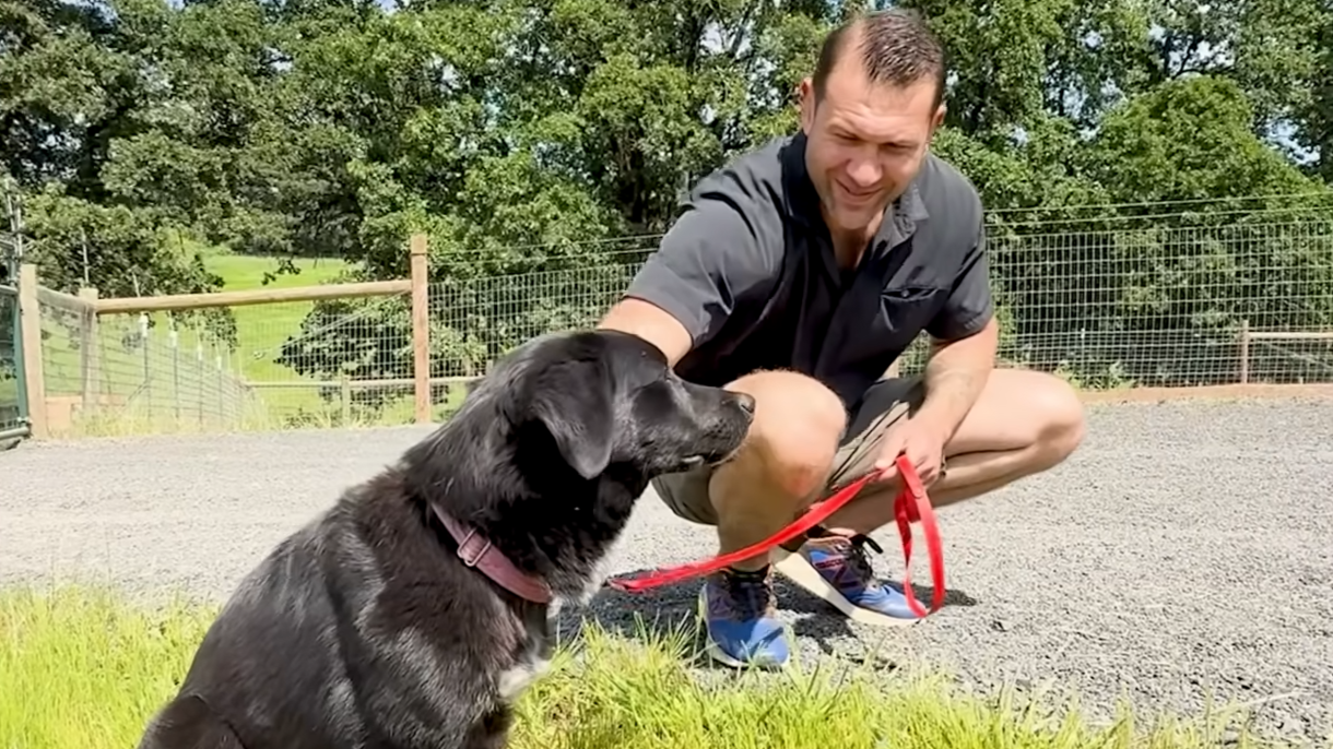 Injured dog dragged his broken leg for 2 weeks until someone finally ...