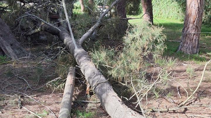 San Gavino, cade un enorme albero nel parco comunale Rolandi: sfiorata ...