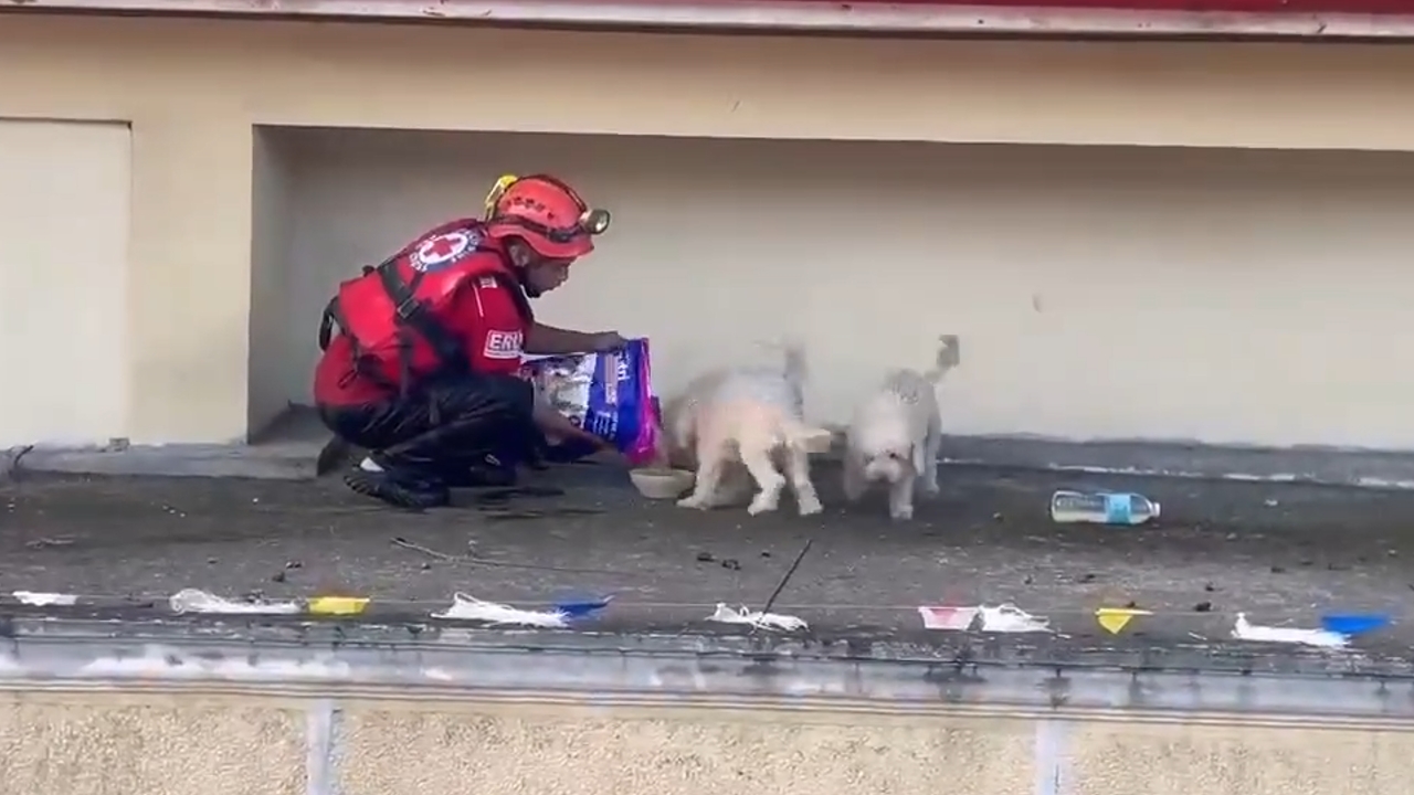 Rescue teams in Camarines Sur help stranded dogs post-Typhoon Kristine