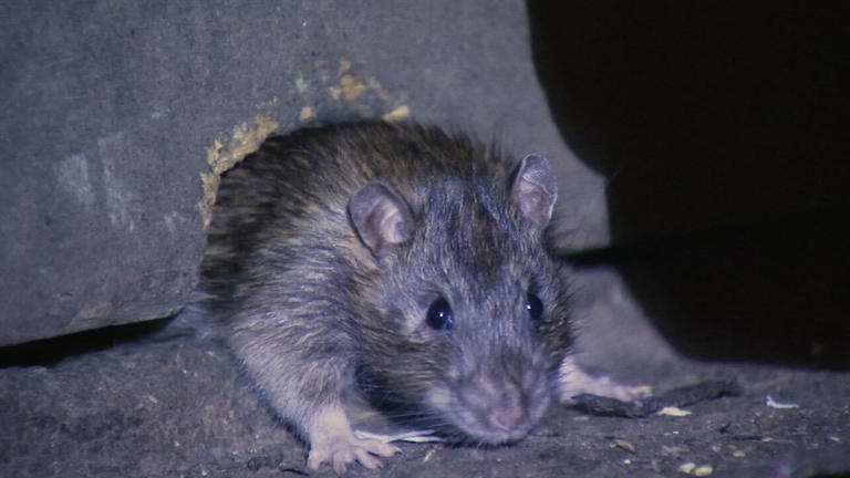 Philly appoints first-ever 'rat abatement manager' to reduce rat population