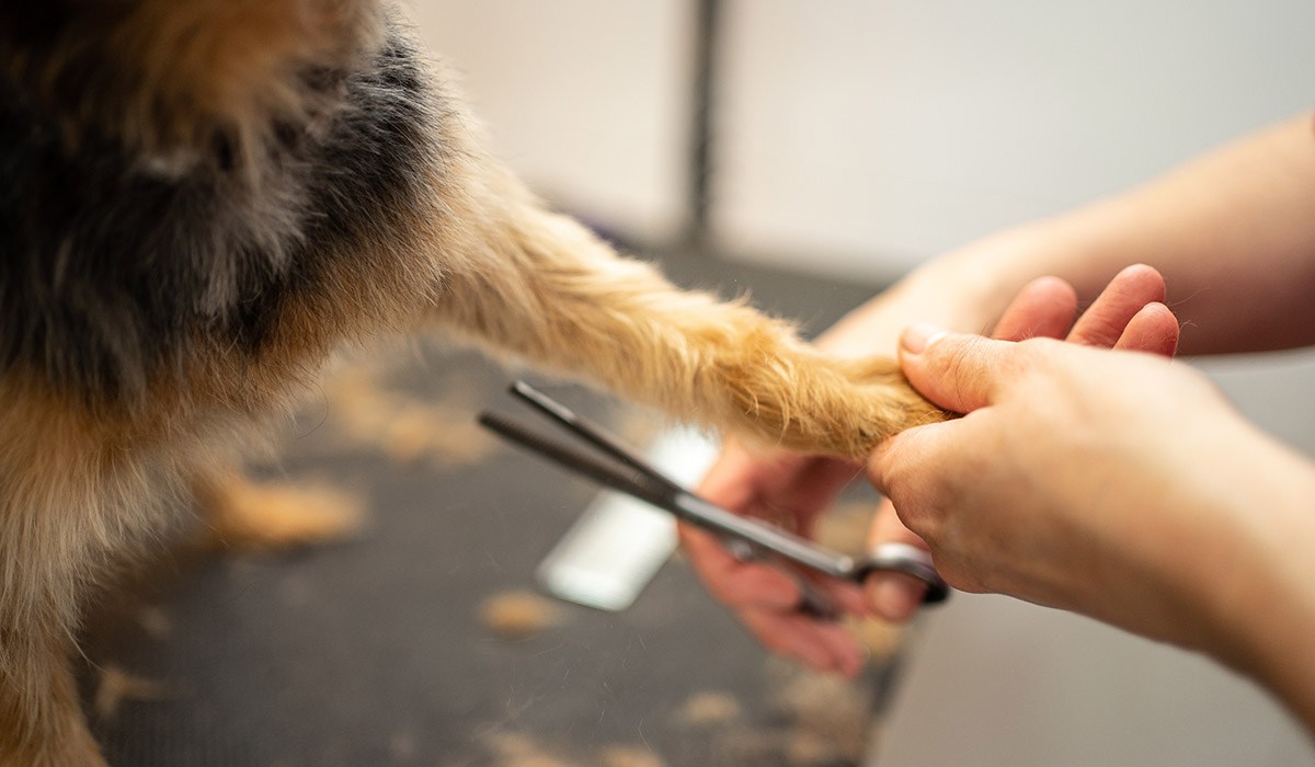 Irish dog groomer devastated after premises disappears over bank ...