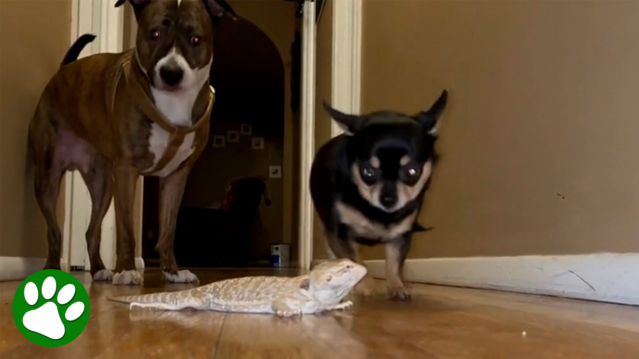 Chihuahua and her reptile friend are inseparable 😍