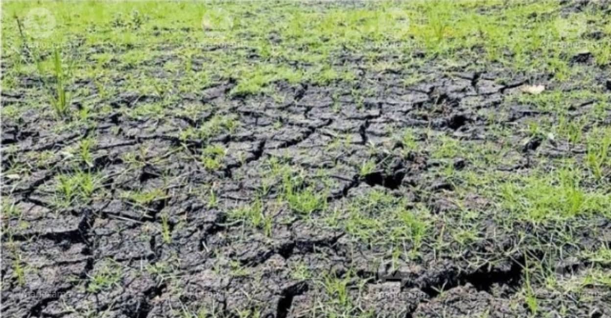 Wayanad panchayats face severe drought amid weak monsoon