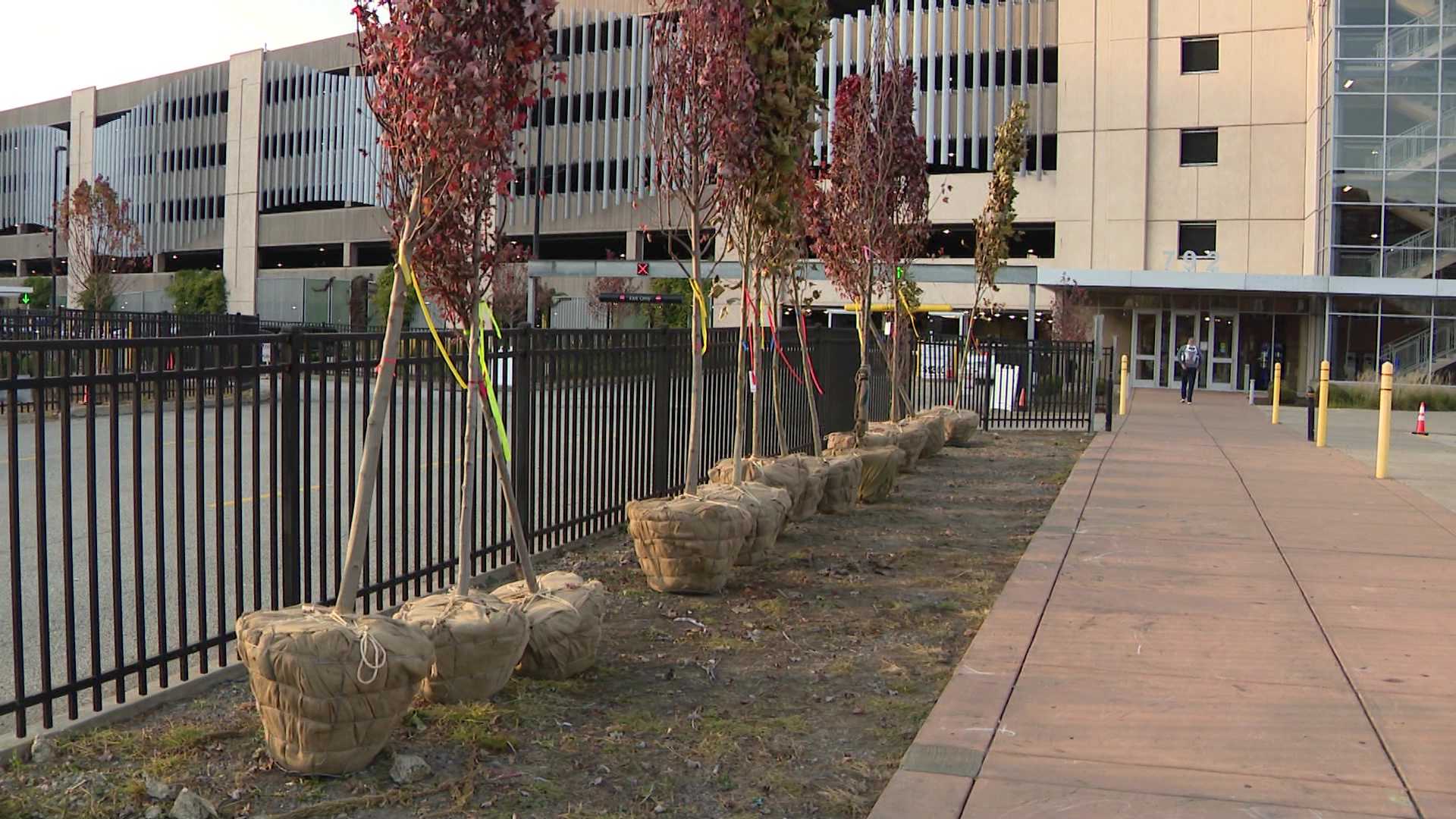 Trees returning to Pittsburgh's North Shore near Acrisure Stadium