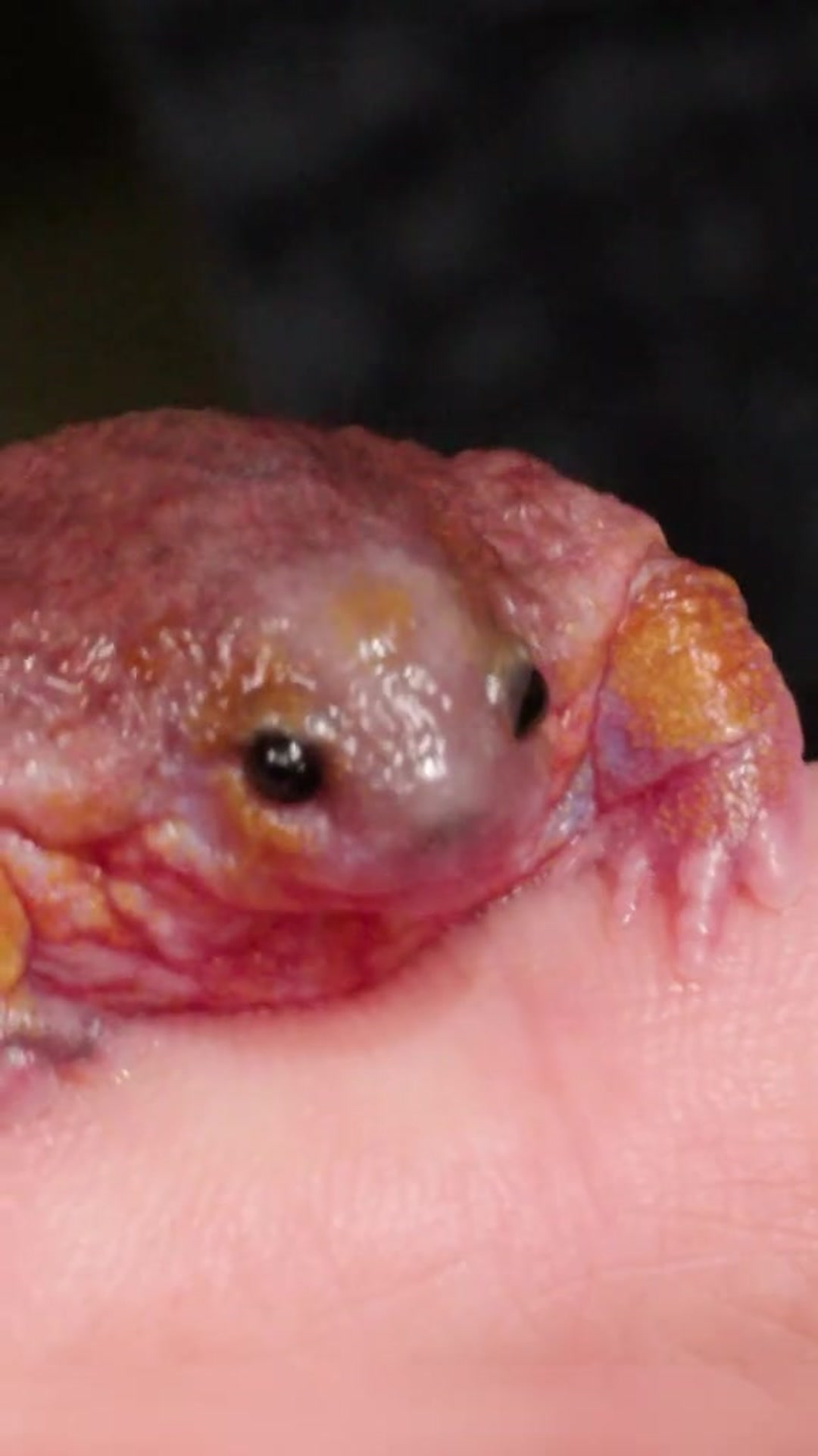 Meet the turtle frog, a pink, pudgy oddity