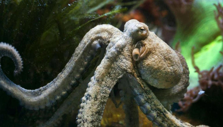 Des scientifiques espagnols découvrent pourquoi certaines pieuvres de ...