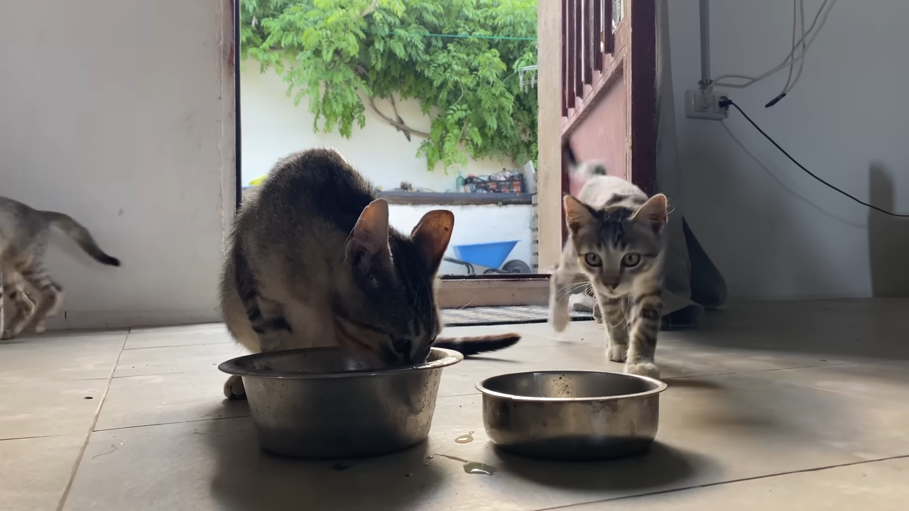 Kittens being cute