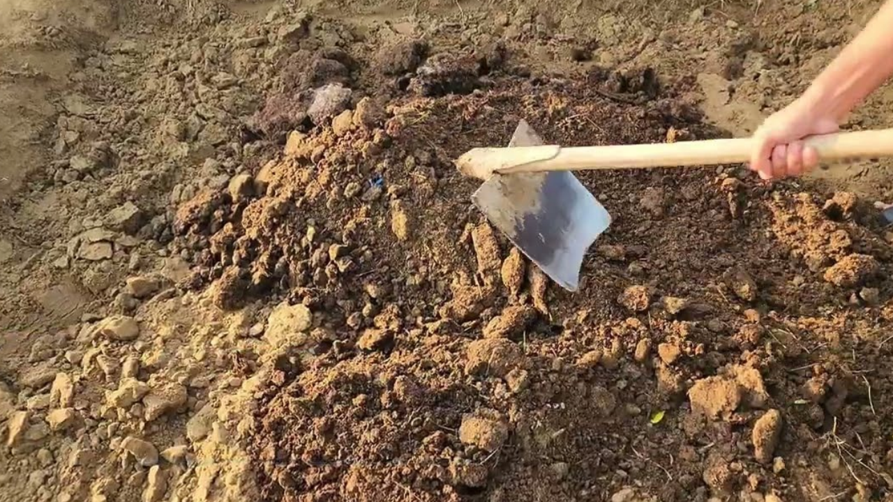 How to prepare garden soil for healthy vegetable growth