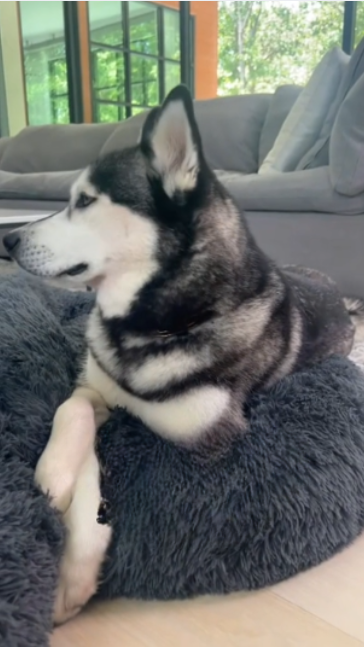 Life lessons I learned from my husky