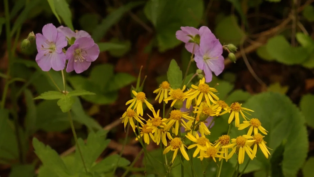 9 ground covers for color and low maintenance
