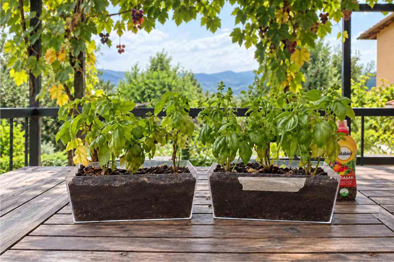 Basilico: quest’anno abbiamo fatto un esperimento