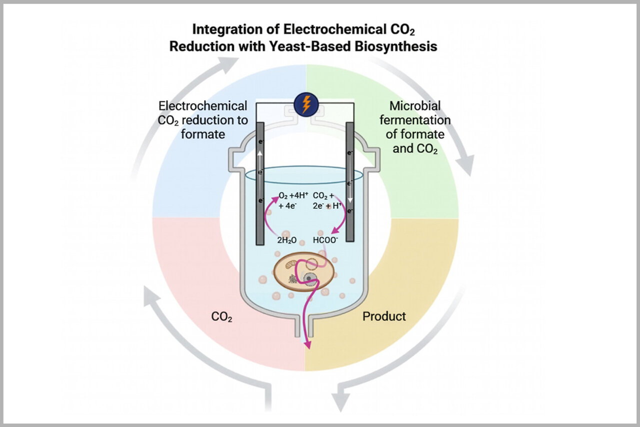 Yeast paired with electricity can convert CO₂ into a chemical used in ...