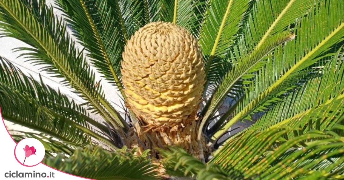 La cycas sembra custodire una pigna d’oro ma quelle scaglie stanno ...
