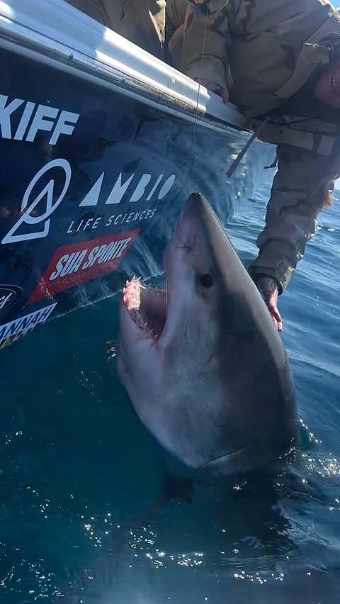 Great white shark lunges at woman attempting to pet it