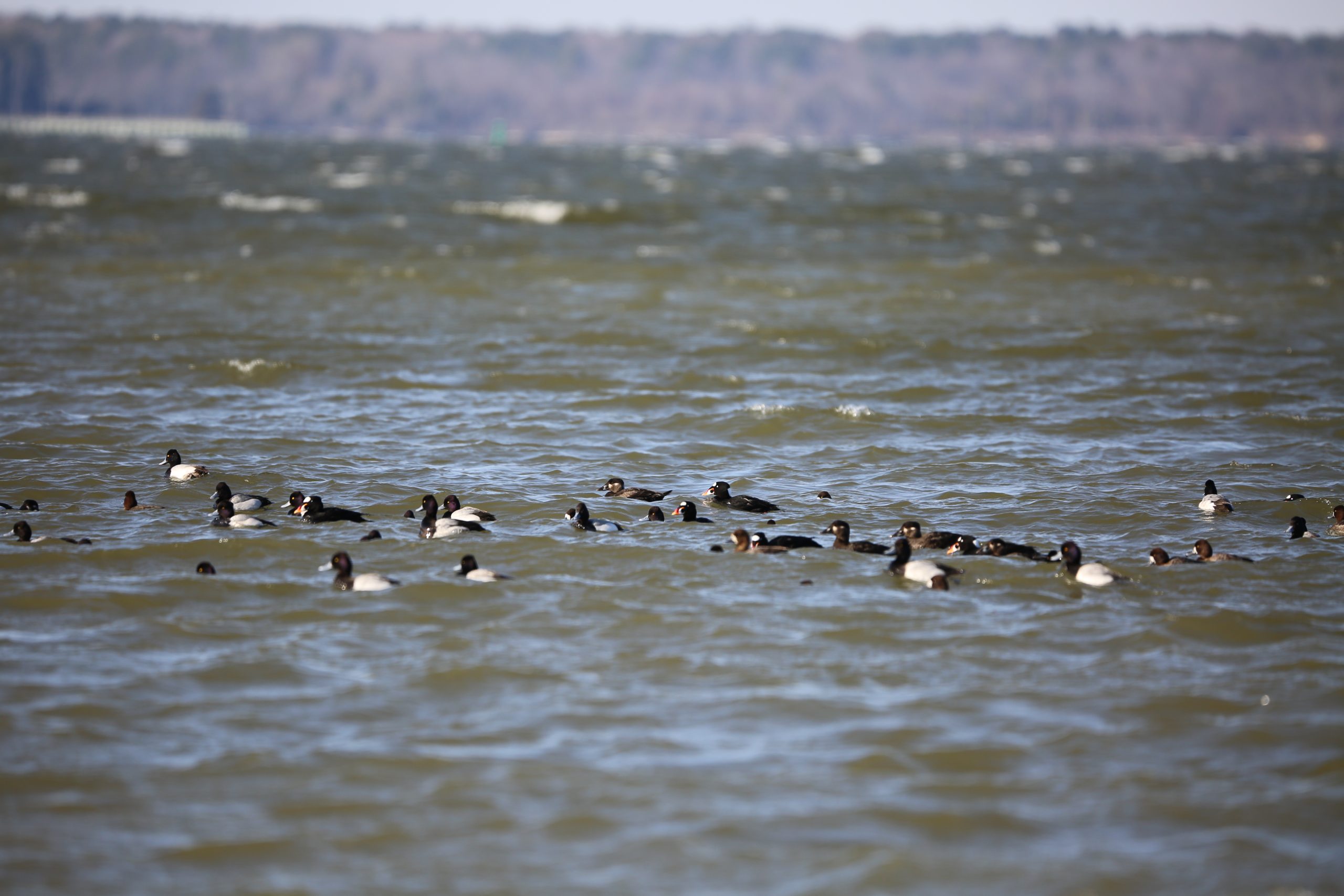 Bay pollution down sharply since 2009, but states still short of ...