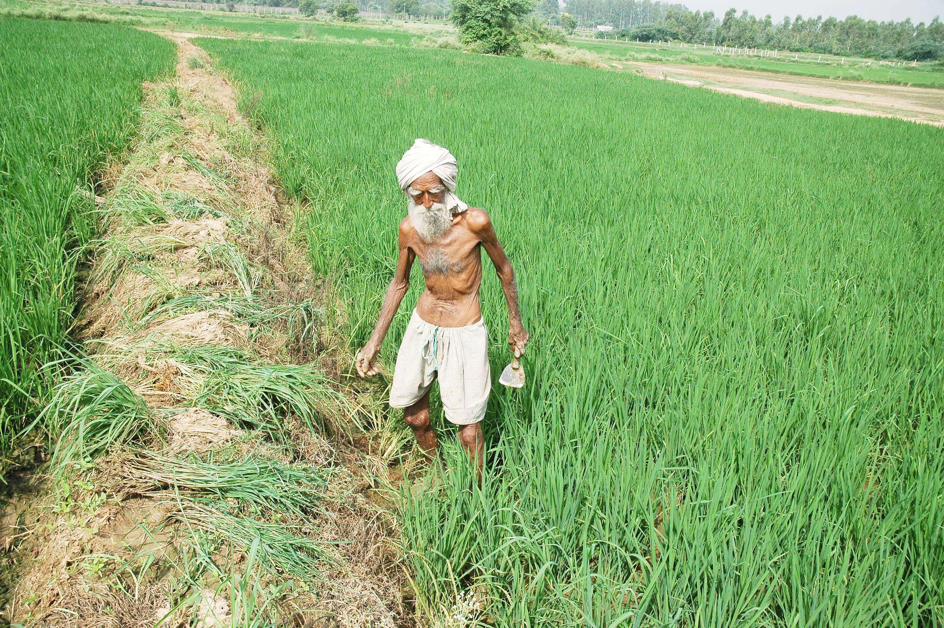 Untimely rain delays paddy harvest, narrows wheat-sowing window, raises ...