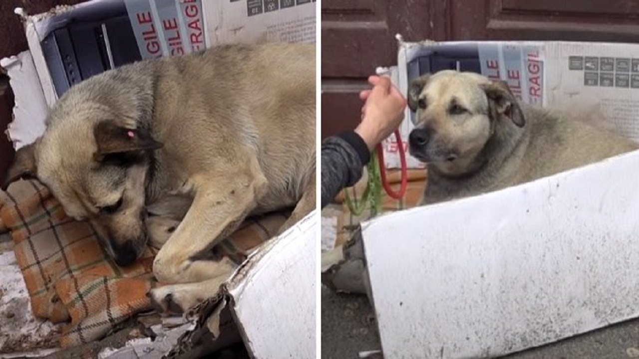Stray dog gets a second chance after a caring tourist steps in