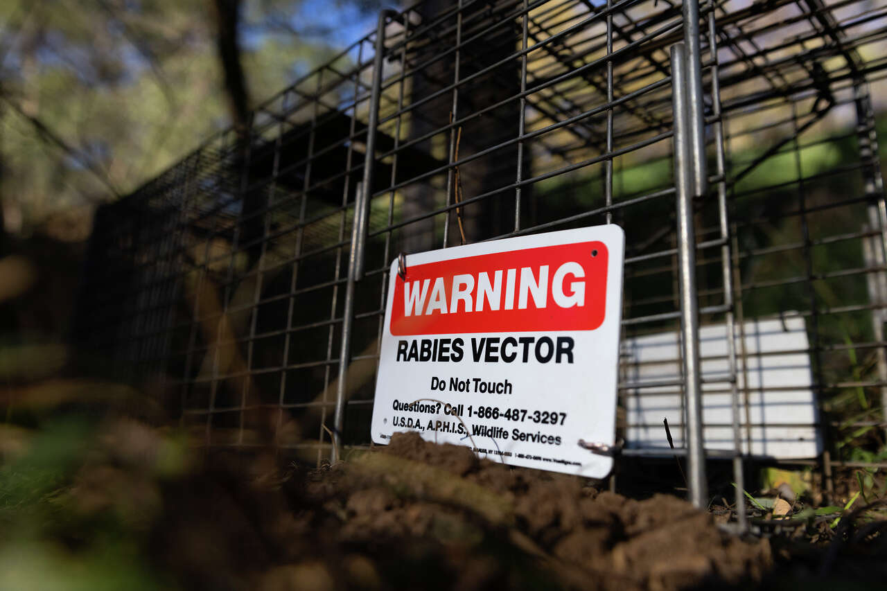 The mystery at the heart of California's record rabies year