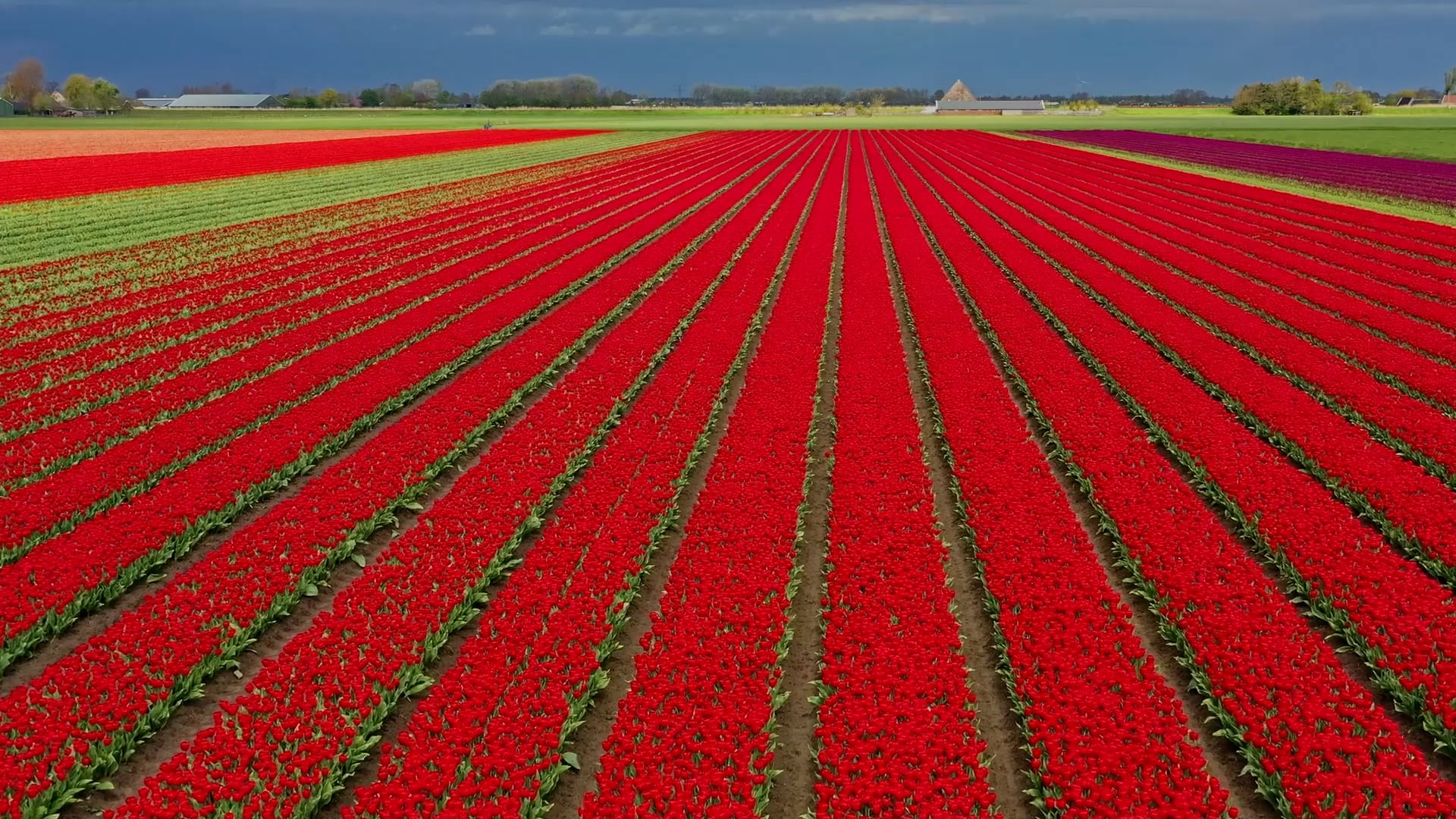 Spring flower fields come alive in breathtaking drone footage