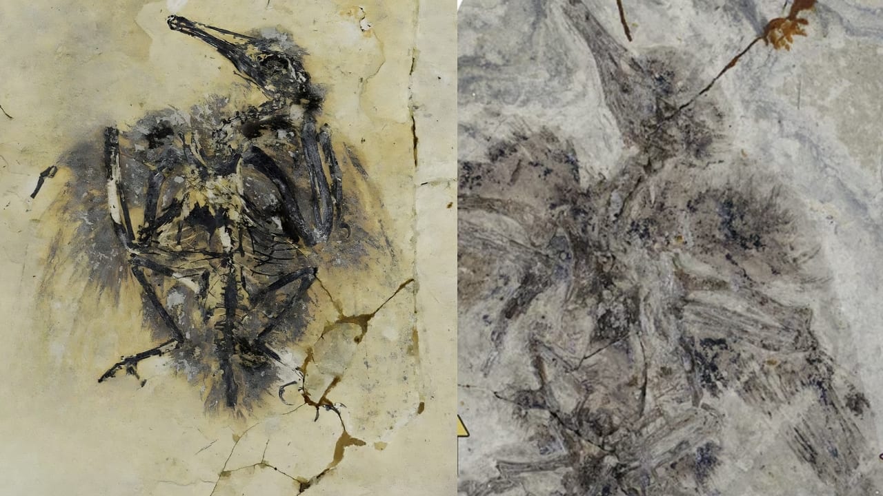 Two 121-million-year-old fossils reveal an ancient bird with teeth but no tail feathers. How did it fly?