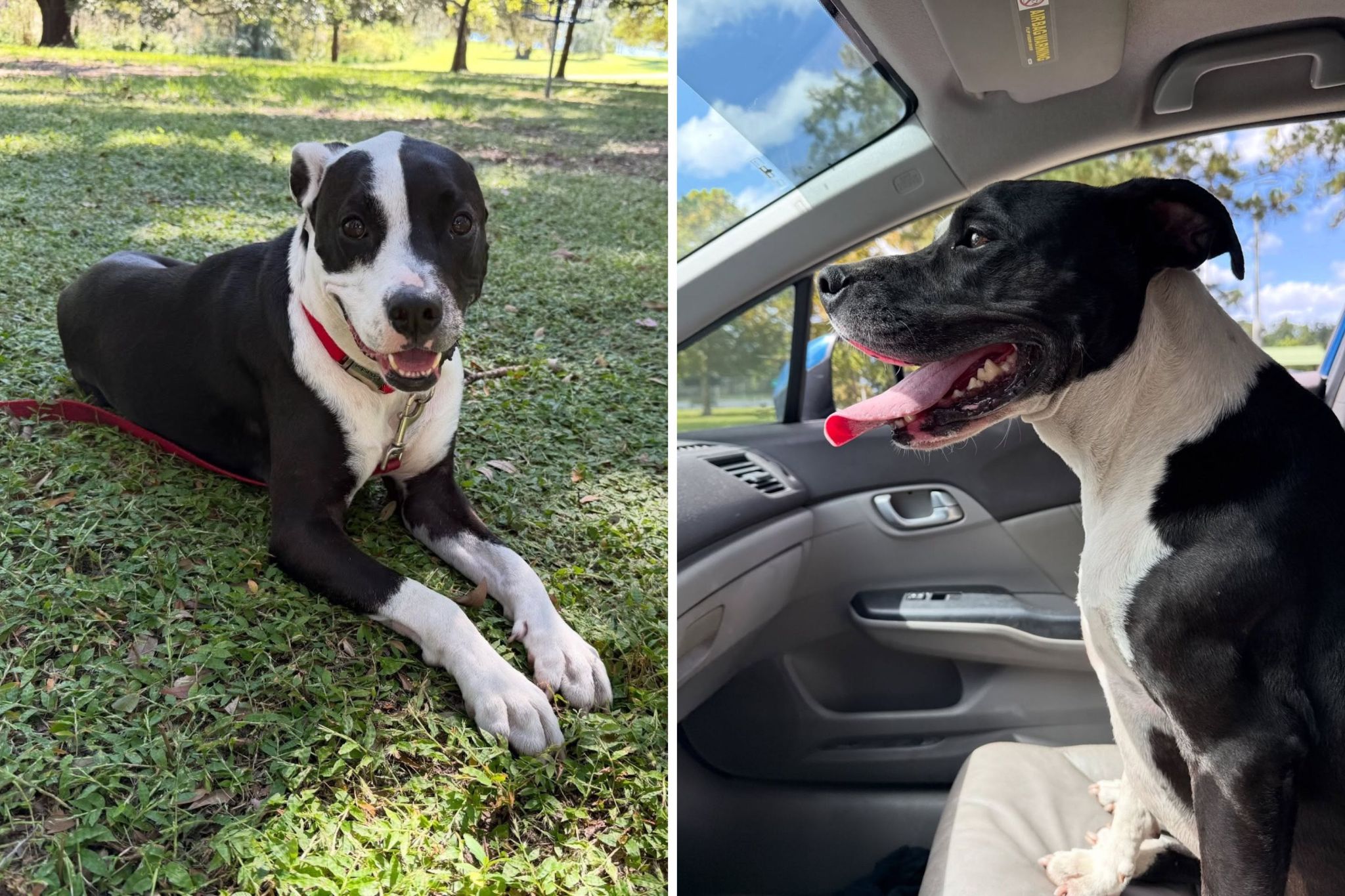 Man finds lost dog and manages to track down owner—then comes an unexpected twist