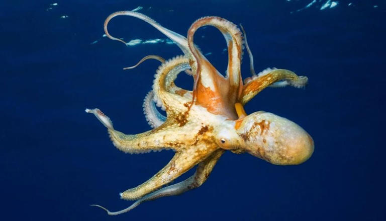 Des scientifiques espagnols découvrent pourquoi certaines pieuvres de ...