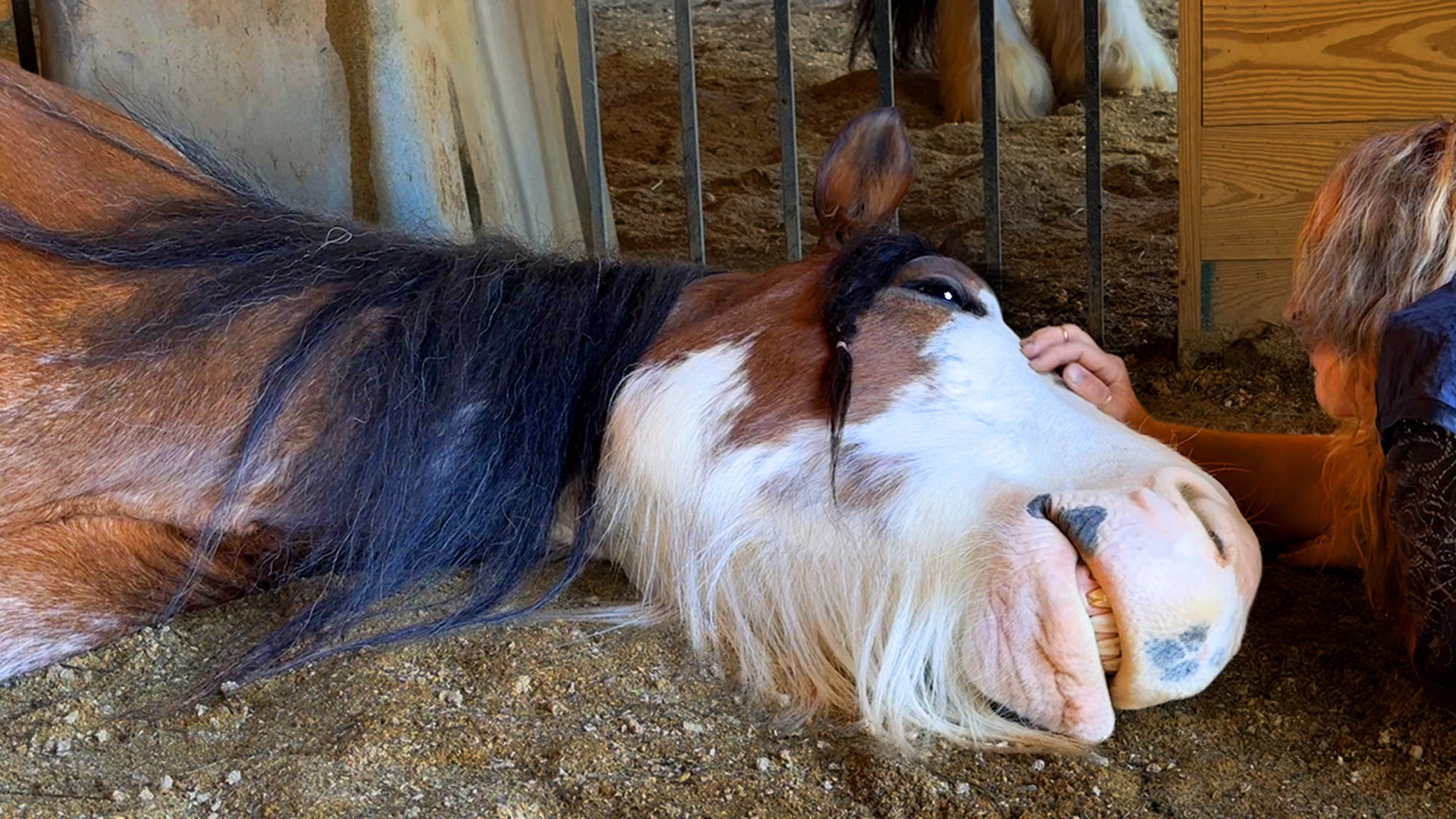 Lonely blind horse finds a best friend in a gentle giant