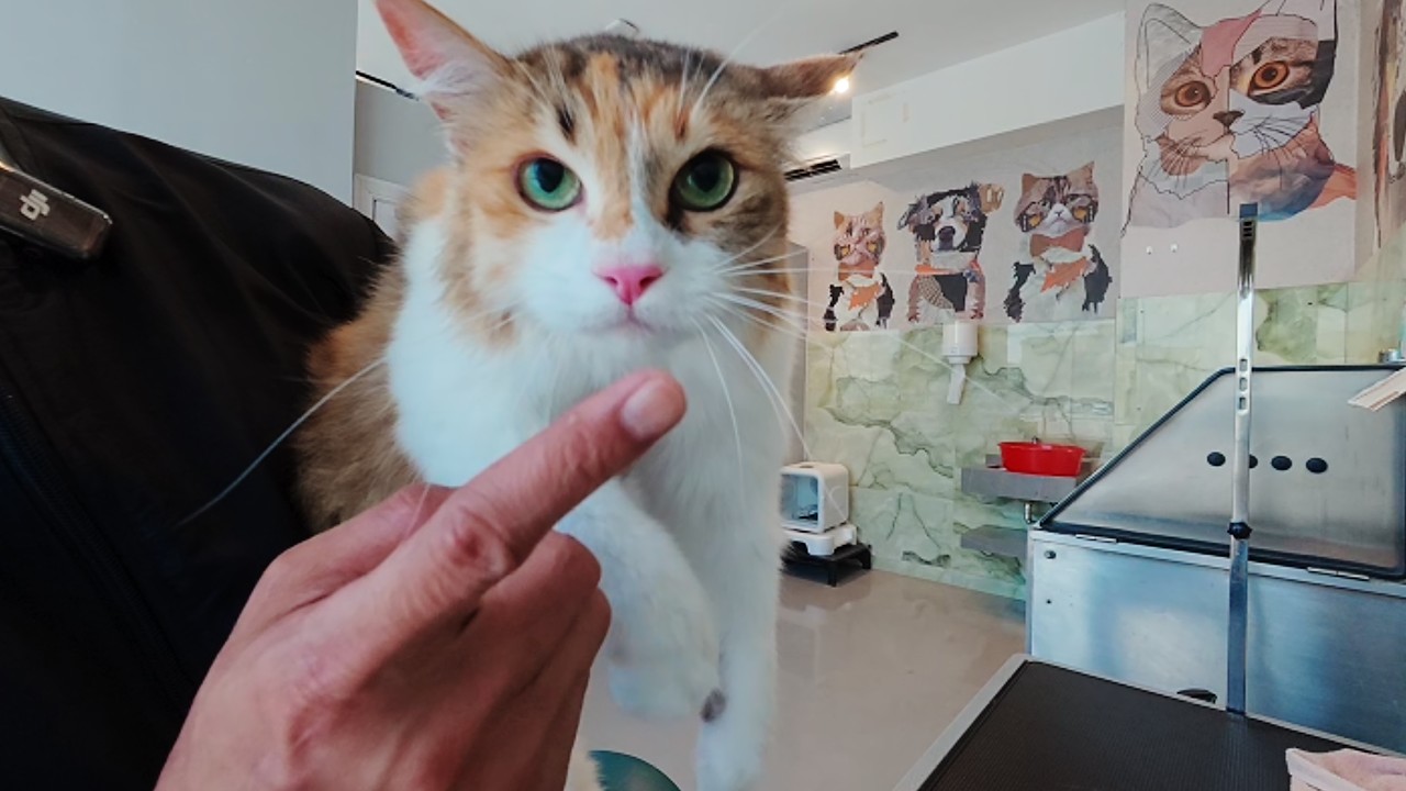 Matcha had a lot to say in the bath! She almost bit me!