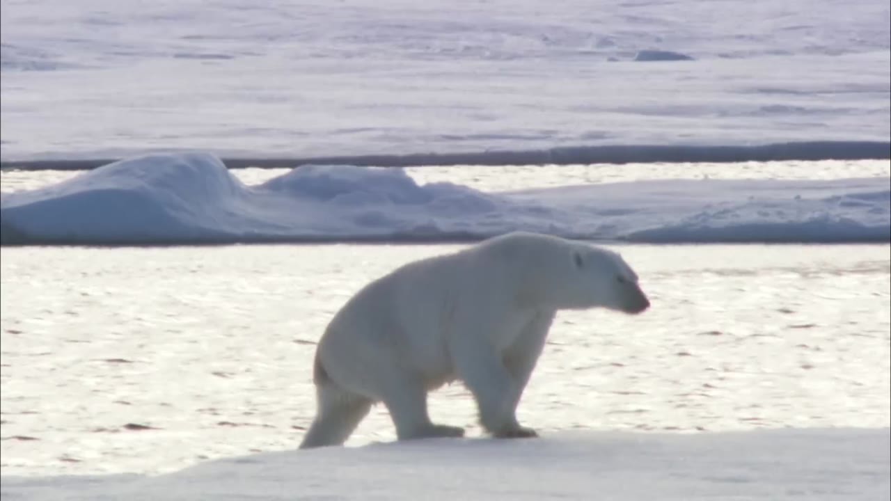 A hunter shot an unusual polar bear in 2006, and DNA revealed a grizzly ...