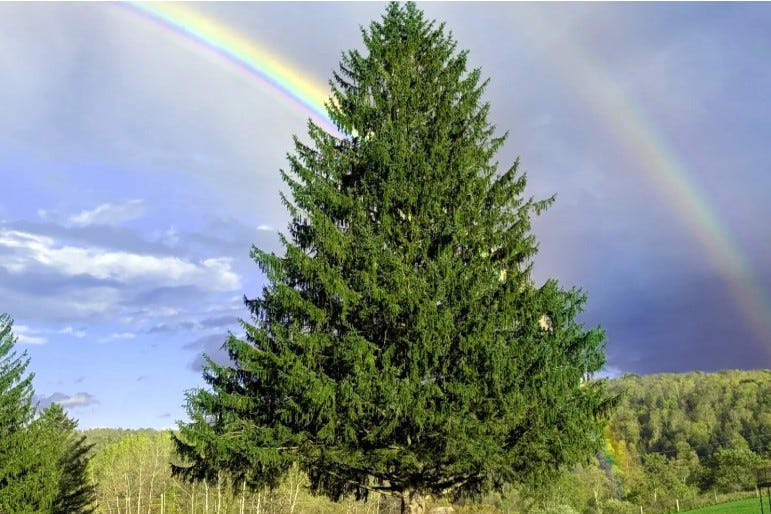 This year's Rockefeller Center Christmas tree comes from Mohawk Valley