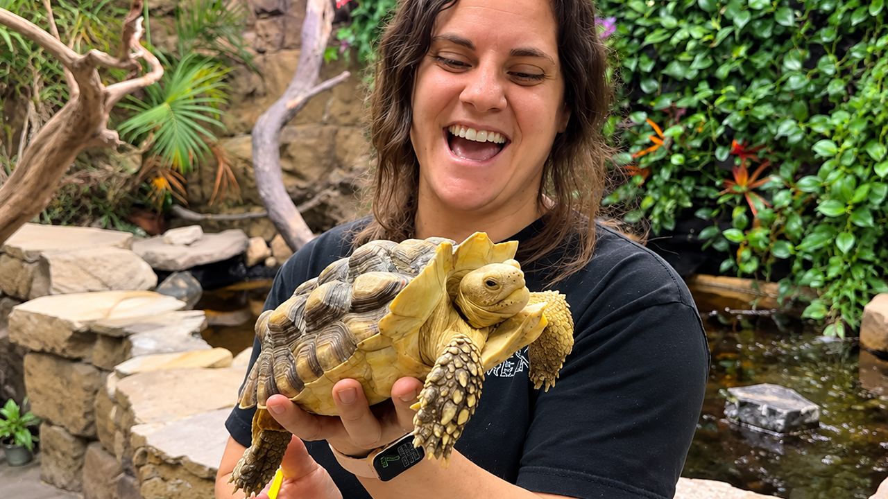 Why tortoise shells get bumpy and what experts do about it