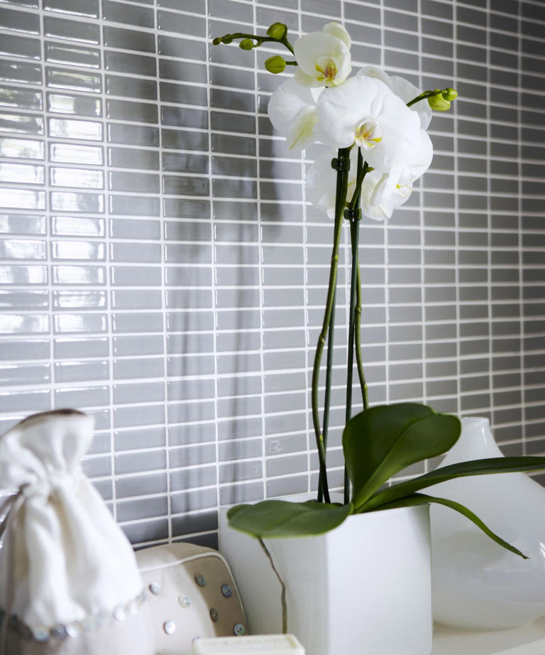 This product can quickly breathe new life into bare orchids for a ...