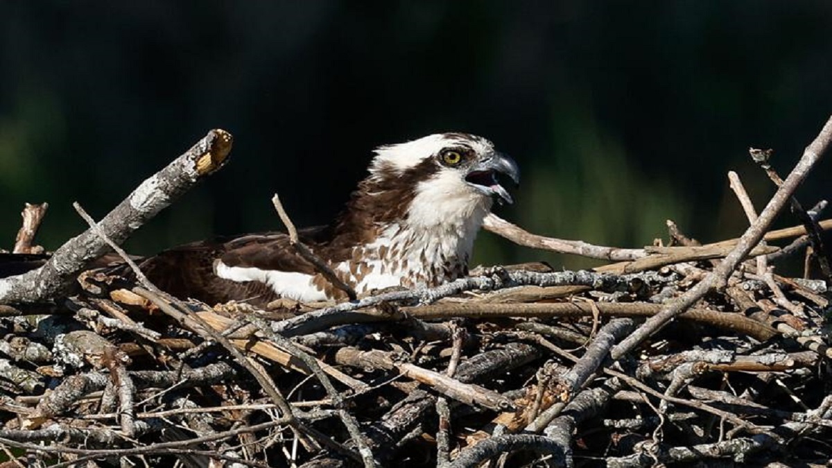 Osprey nesting woes in the Chesapeake Bay worsen, survey finds