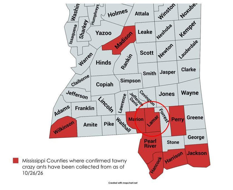 Invasive crazy ants confirmed in Pine Belt counties