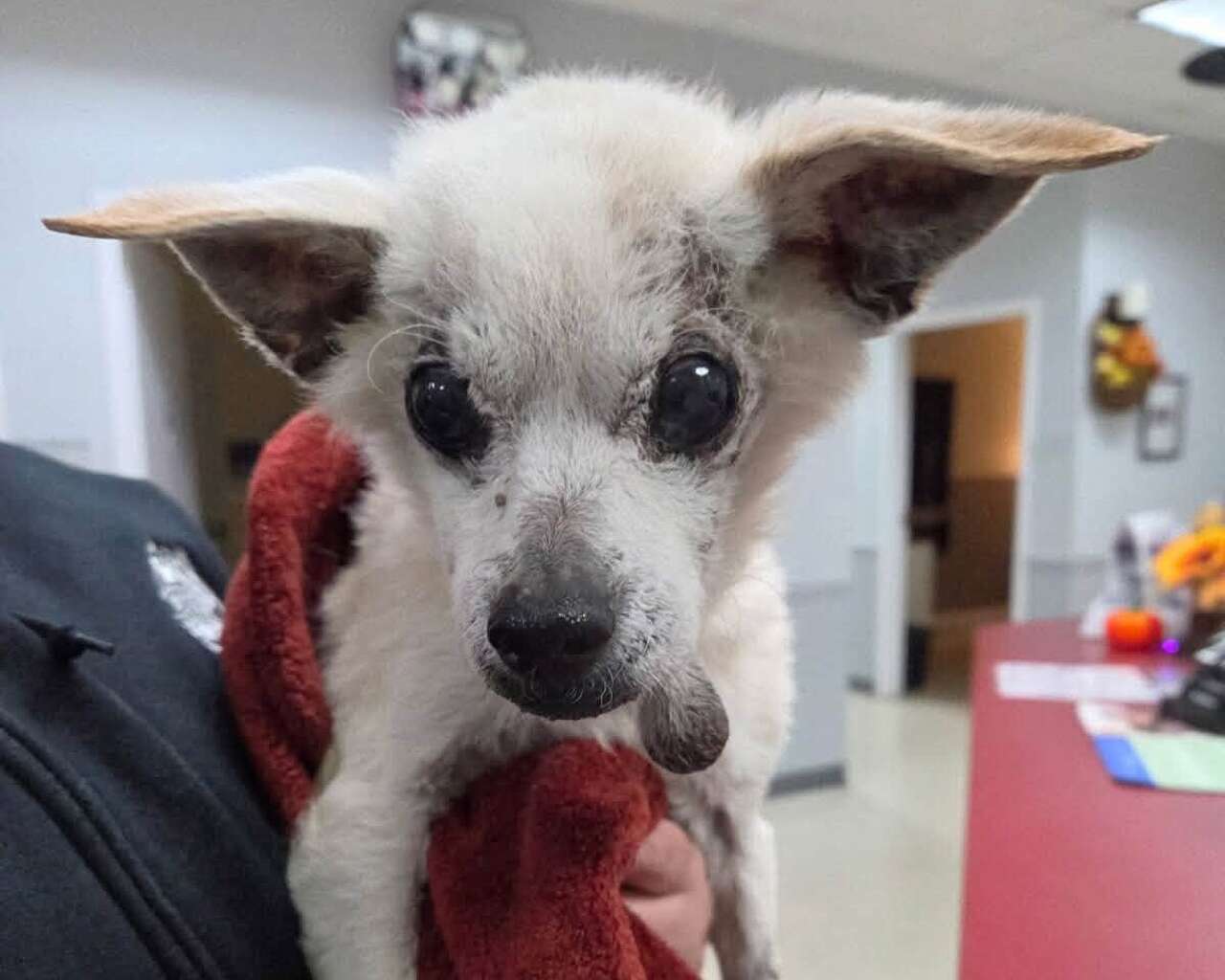 $5,000 reward offered after senior dog found neglected and dumped in ...
