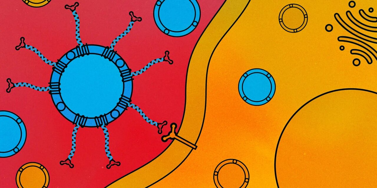 Customizable DNA labels can selectively guide drug carriers to cancer cells